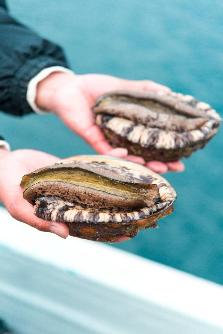 青島でとれるあわび