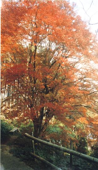 福寿寺のイロハモミジの写真