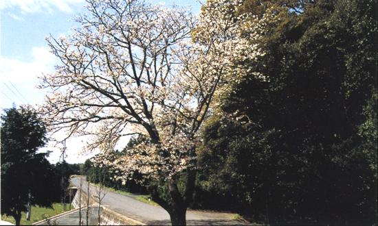 今山山桜の写真