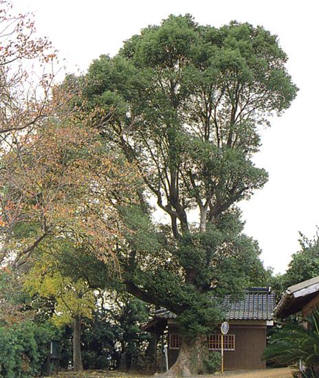 原稲荷神社のクスの写真