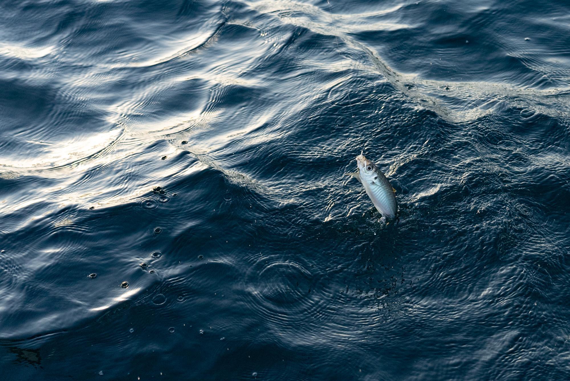 アジ釣り