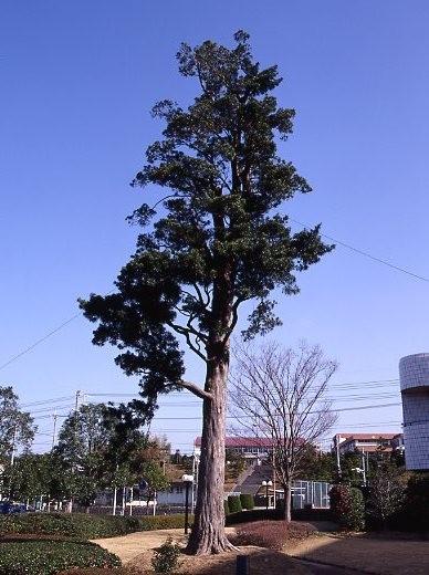 青空にそびえる、市の木「まき」の写真