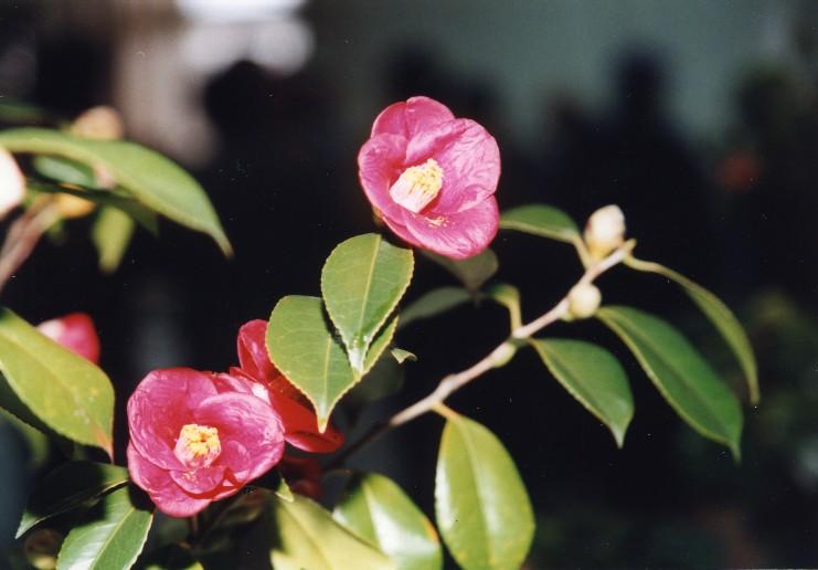 市の花「つばき」の咲いている様子を近くから見た写真