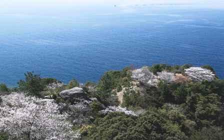 なだらかな海と丘に広がる木々や満開の桜の写真