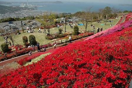 真っ赤な花が咲き誇るなだらかな丘の上から、芝生や駐車場、さらに奥には海が広がる写真