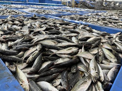 松浦魚市場で水揚げされたアジ